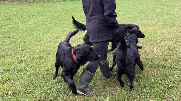 Introduction to E-Collar Training Workshop 