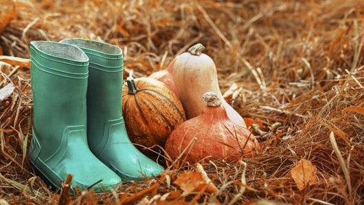Animations familiales : soins aux animaux et couronnes d'automne