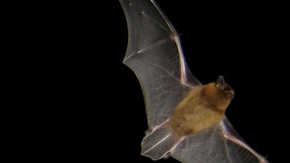 Les chauves-souris nous invitent