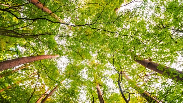 Nature et Handicap : forêt sensorielle