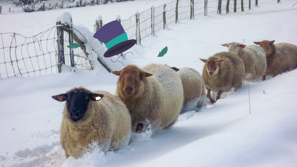 Stage 3-5 ans | Bien au chaud grâce au mouton (semaine 2)