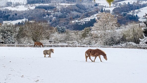 Stage 6-10 ans | Les empreintes de l'hiver (semaine 2)