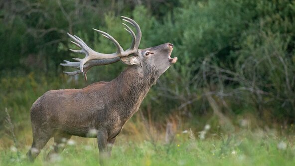 Nature et Handicap : à l'écoute du brame du cerf