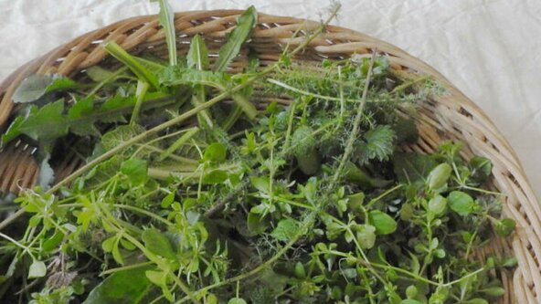 Nature gourmande