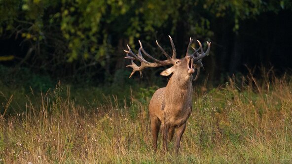 À l'écoute du brame du cerf
