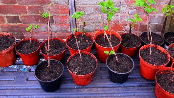 Setting Up a Plant Propagation Area