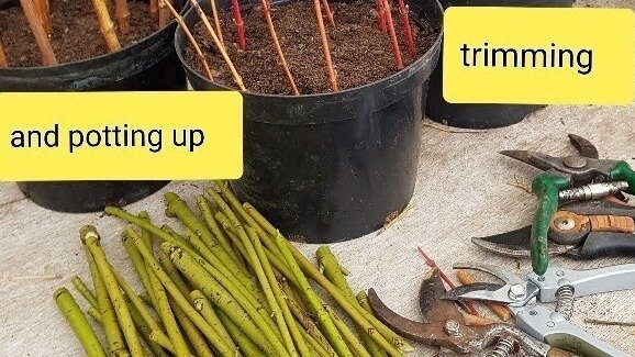 Grow Your Own Hedging: Hardwood Cuttings