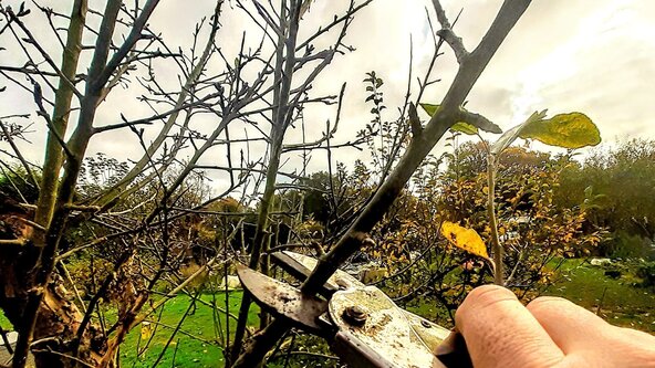 Caring for an Orchard & Apple Tree Pruning