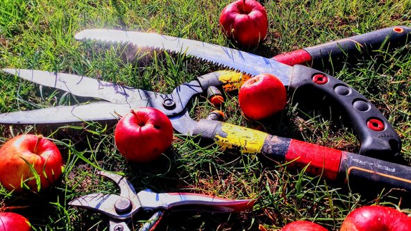 Winter Orchard Care & Apple Tree Pruning