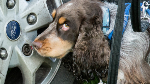 UK Sniffer Dogs Bronze Scent Detection course