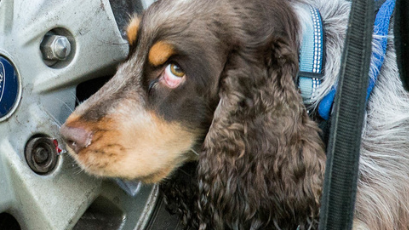  UK Sniffer Dogs Bronze Scent Detection Workshop