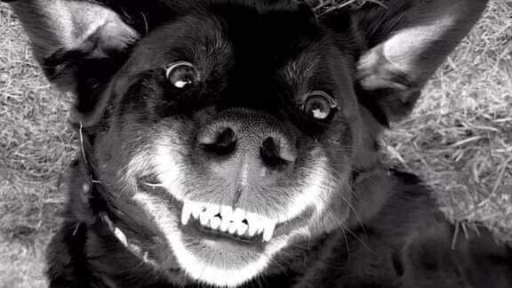 Essential Canine Skills