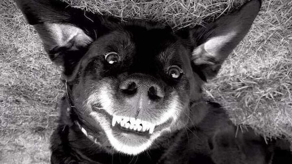 Essential Canine Skills (Age 6 months +)