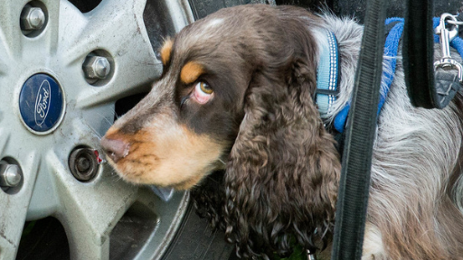 UK Sniffer Dogs Bronze Scent Detection Workshops