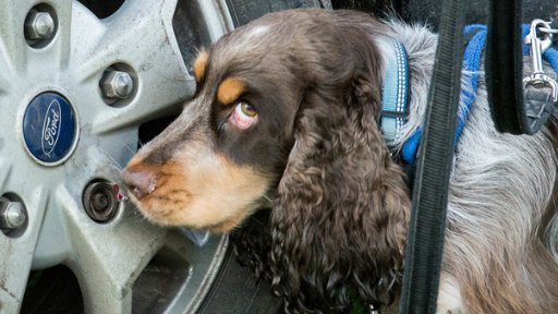 UK Sniffer Dogs SILVER 6 wk Course