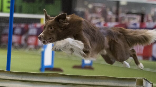 Advanced Jump  commitment workshop with Abi 