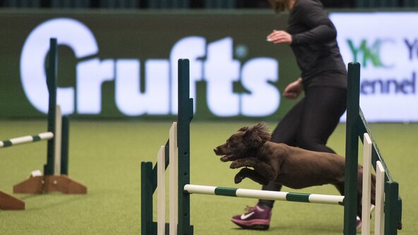 Advanced dogs workshop 