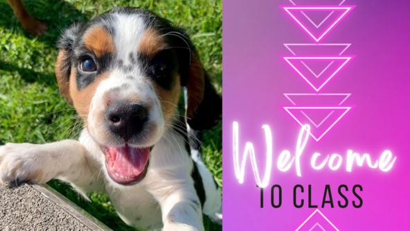 Confident Puppy and Life Skills