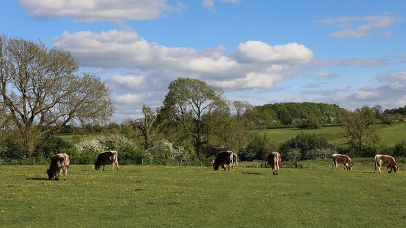 Lakeside Sound Bath | Cowslip Meadows