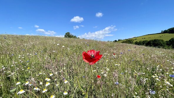 Seasonal Sound Bath - June