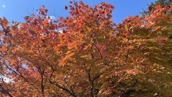 November Seasonal Sound Bath 