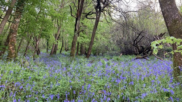 Seasonal Sound Bath - May