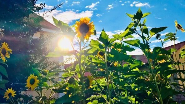Seasonal Sound Bath - July 