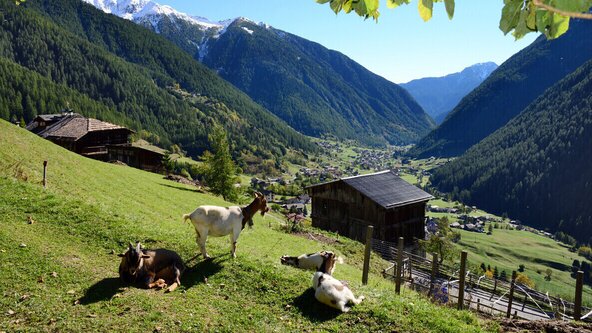 YOGA e Mindfulness: Val di Sole ☀️ Trentino 🏔️