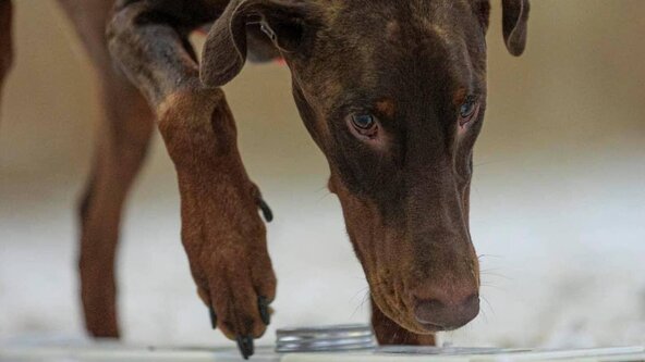 NNA Pre-Entry Trial (Greenburn Farm)