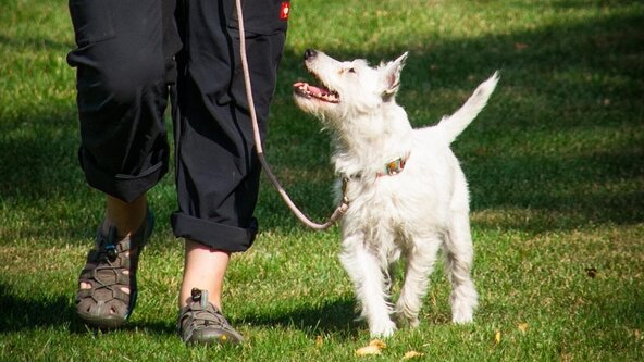 Loose Lead Walking