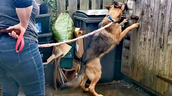 Scent School