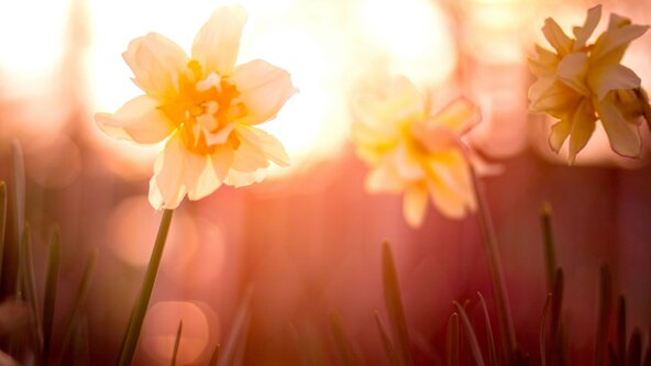 Spring Equinox re-birth and renewal Holotrophic Breathwork Journey