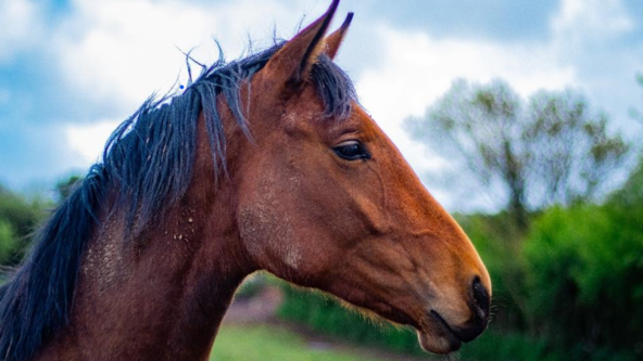 Healthy Horse - Healthy Land