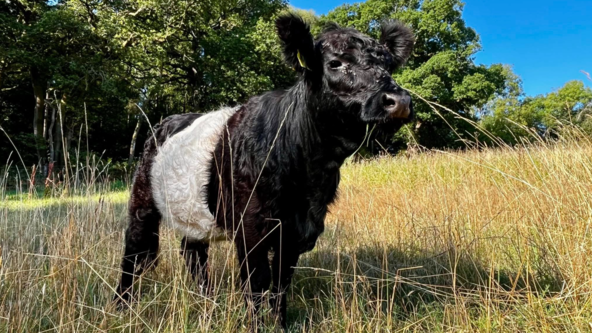 Restoring Bucklebury Common | Walk and Talk | Partnerships for Nature