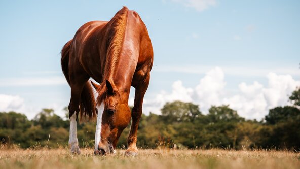 260620: CORNWALL - Equine Land Management Workshop - Healthier Land, Healthier Horses