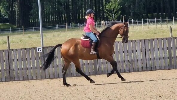 260926: GLOUCESTERSHIRE - Dressage Test Riding Clinic
