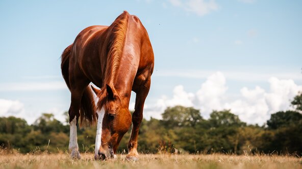 260621: DEVON - Equine Land Management Workshop - Healthier Land, Healthier Horses