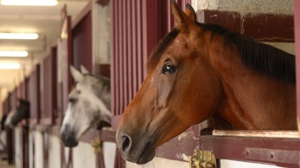 260413: South West - Care & Management clinic for BHS Stage 4 & BHS Performance Centre Manager (BHSI) with Sarah Spencer-Williams FBHS (CPD)