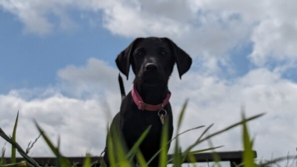 🐶❤️Perfect Puppy Lifeskills 6 week Course - 4 puppies only (Trainer: Mia)