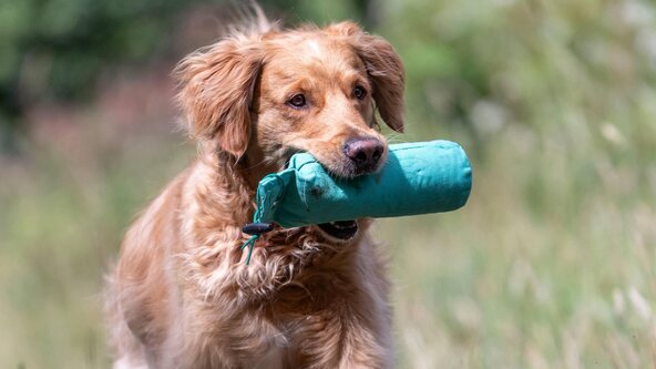 Weekend Pet Gun Dog Course - Beginner's