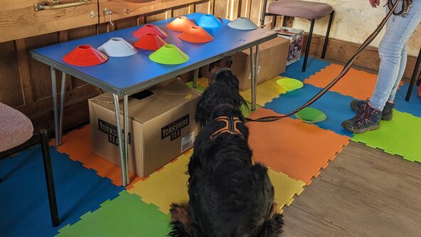 🐾In-person one-to-one training or dog walk