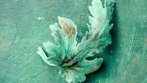 Beachcomb to Photography with Wendy Carrig