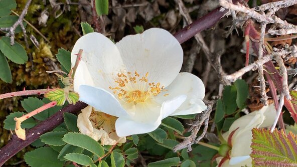 Saturday 25 July Summer Wildflower and Folklore Tour