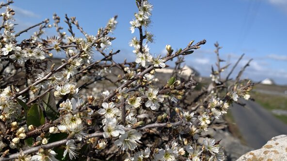 April Folklore and Foraging Tour: Saturday 18 April