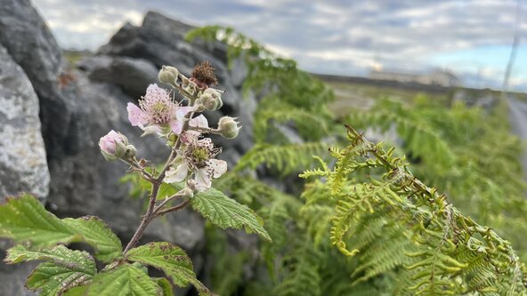 Siúlóid Bláthanna Fiáine as Gaeilge - Satharn 22 Lúnasa, Inis Meáin