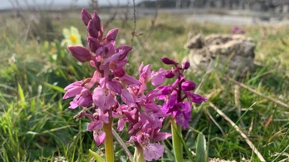 Saturday 31 May Folklore and Foraging Wildflower Walk (June Bank Holiday Weekend)
