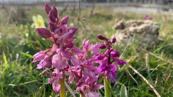 Bealtaine in Bloom Wildflower & Folklore Tour Monday 4 May (Bank Holiday)