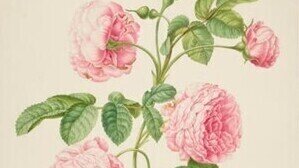 A Cultural History of the Rose with Jennifer Potter - IN PERSON OPTION