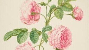 A Cultural History of the Rose with Jennifer Potter - ONLINE OPTION