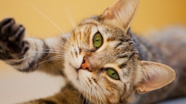 The Skeleton: Feeling the Architecture of Movement